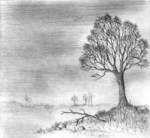 Klemz(Knop): La soledad del árbol en paisaje árido
